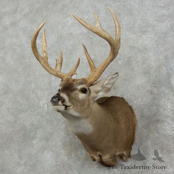 Whitetail Deer Shoulder Mount #17528 For Sale - The Taxidermy Store