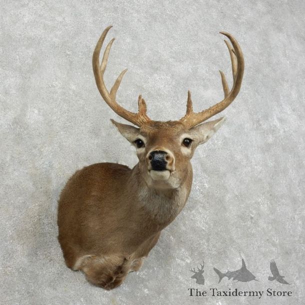 Whitetail Deer Shoulder Mount #17529 For Sale - The Taxidermy Store