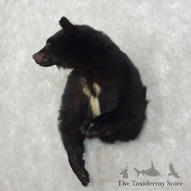 Black Bear 1/2-Life-Size Mount For Sale #17532 @ The Taxidermy Store