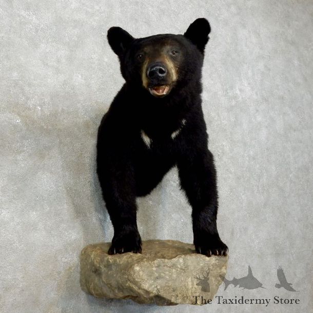 Black Bear Half-Life-Size Taxidermy Mount #17534 For Sale @ The Taxidermy Store