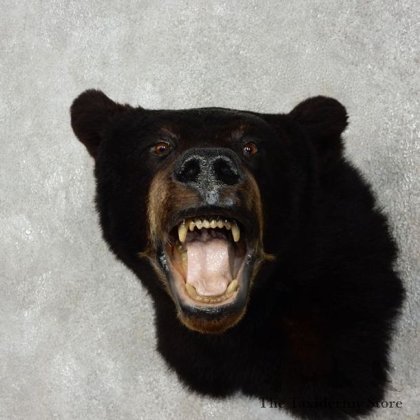 Black Bear Head Mount For Sale #17535 @ The Taxidermy Store