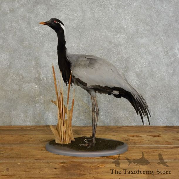 Demoiselle Crane Bird Mount For Sale #17544 @ The Taxidermy Store