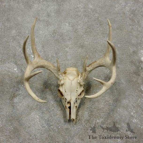 Whitetail Deer Skull European Mount For Sale #17556 @ The Taxidermy Store