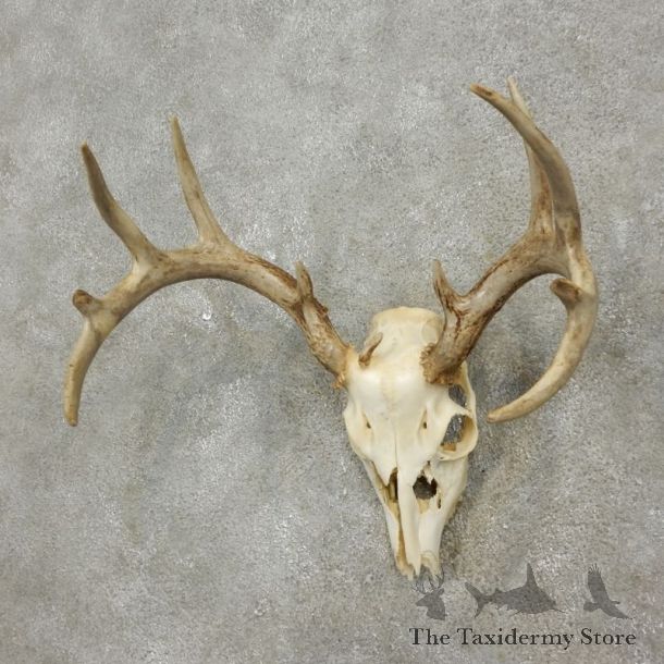 Whitetail Deer Skull European Mount For Sale #17561 @ The Taxidermy Store