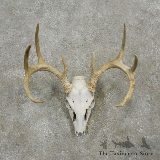 Whitetail Deer Skull European Mount For Sale #17563 @ The Taxidermy Store