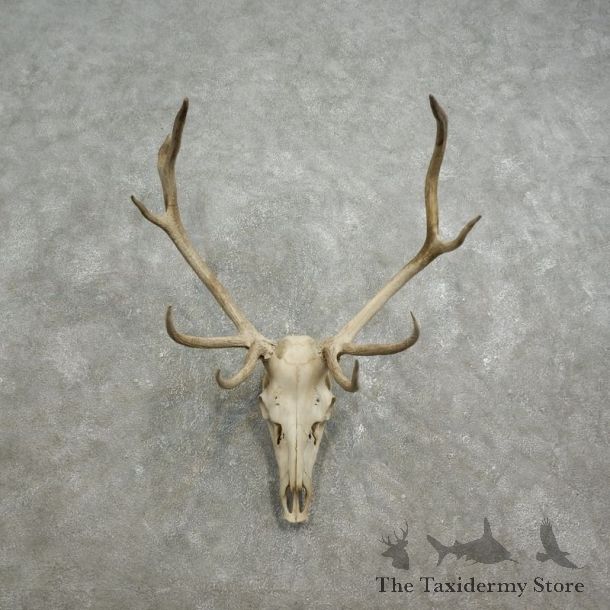 Rocky Mountain Elk Skull European Mount For Sale #17587 @ The Taxidermy Store
