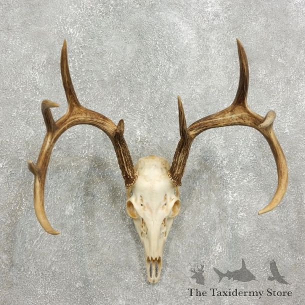 Whitetail Deer Skull European Mount For Sale #17590 @ The Taxidermy Store