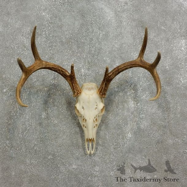 Whitetail Deer Skull European Mount For Sale #17591 @ The Taxidermy Store