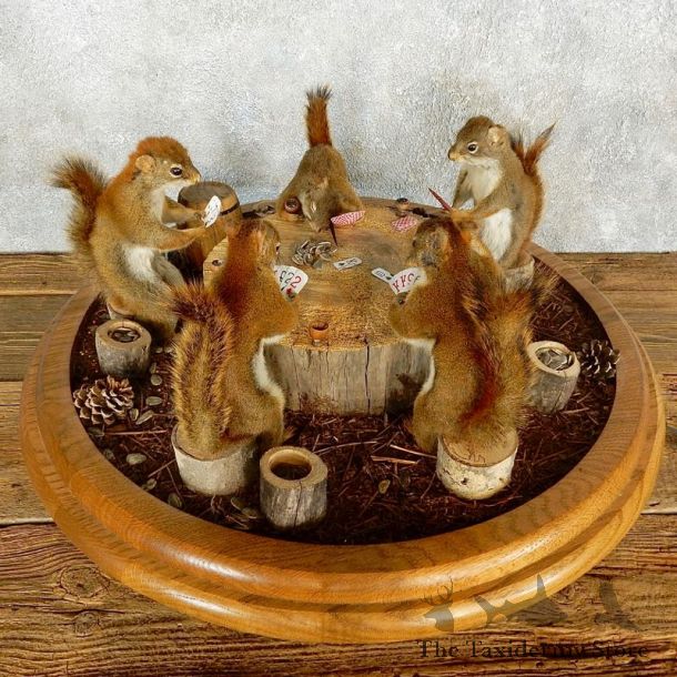 Life Size Squirrel Taxidermy Set #17601 For Sale @ The Taxidermy Store