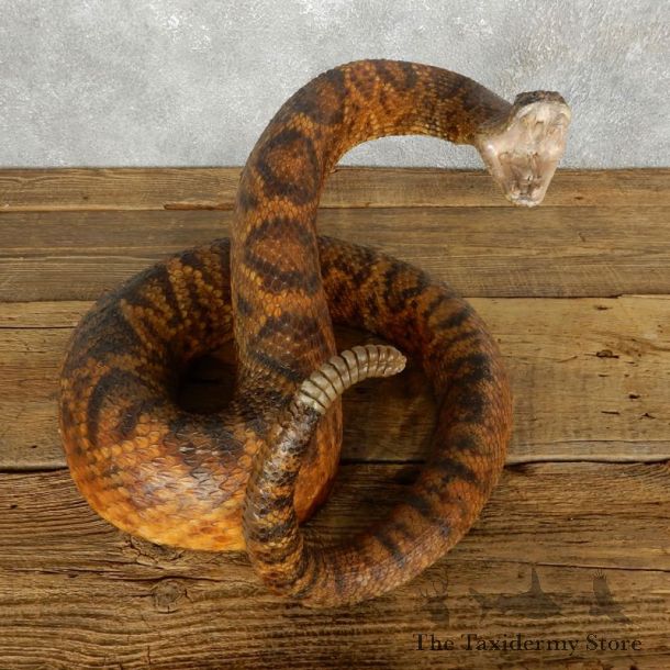 Western Diamondback Snake Mount For Sale #17602 @ The Taxidermy Store