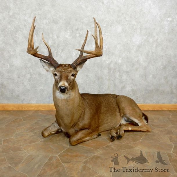 Whitetail Deer Life-Size Mount For Sale #17643 @ The Taxidermy Store