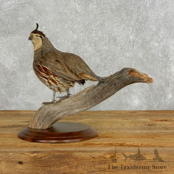 Hybrid Quail Bird Mount For Sale #17714 @ The Taxidermy Store