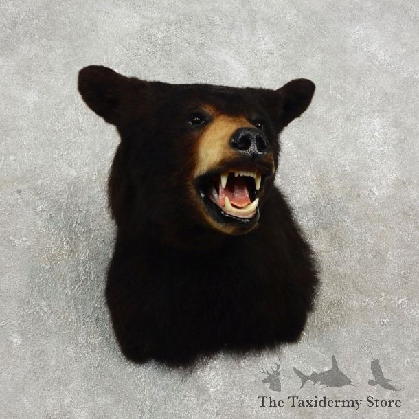 Black Bear Shoulder Taxidermy Head Mount For Sale #17746@ The Taxidermy Store