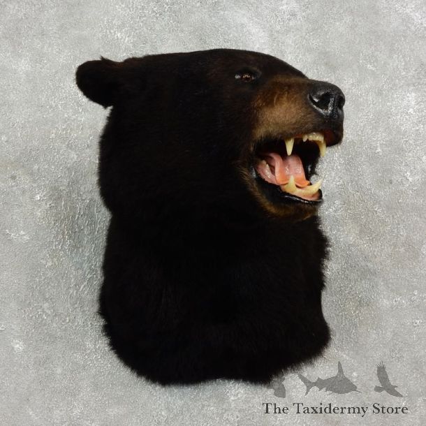 Black Bear Shoulder Taxidermy Head Mount For Sale #17747 @ The Taxidermy Store
