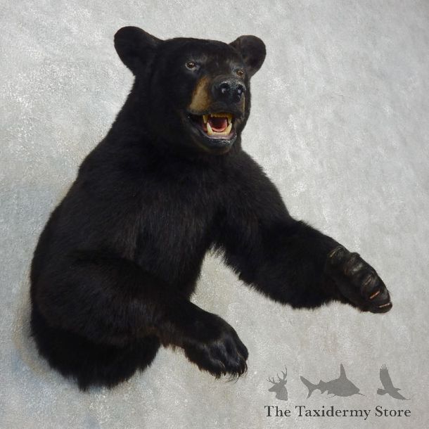 Black Bear 1/2-Life-Size Mount For Sale #17749 @ The Taxidermy Store