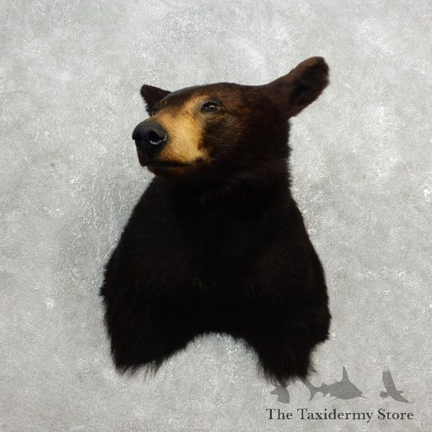 Black Bear Shoulder Taxidermy Head Mount For Sale #17750 @ The Taxidermy Store