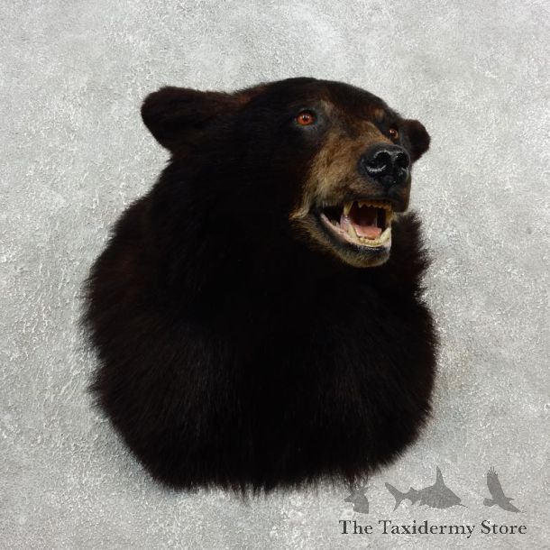 Black Bear Shoulder Taxidermy Head Mount For Sale #17751 @ The Taxidermy Store