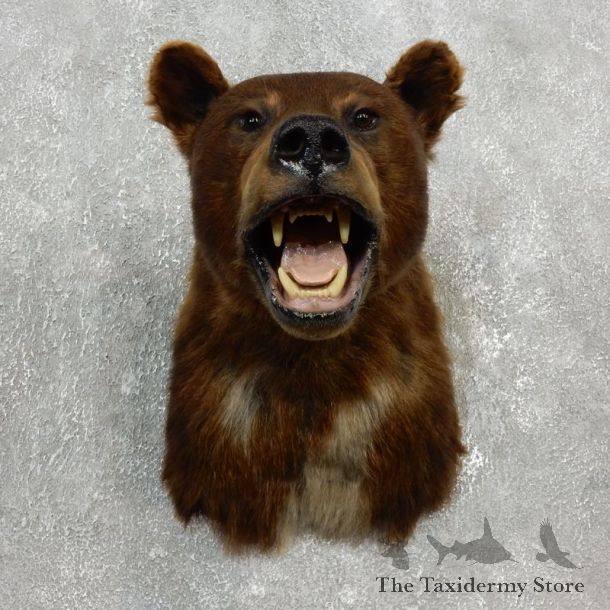 Cinnamon Black Bear Shoulder Taxidermy Head Mount For Sale #17752 @ The Taxidermy Store