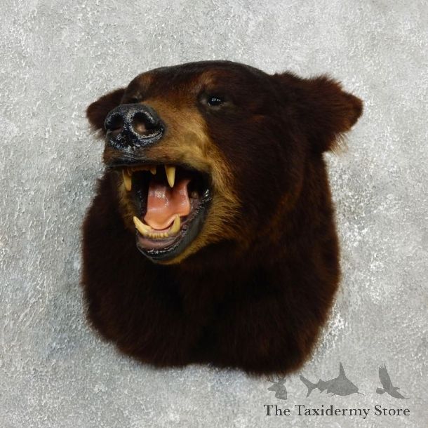 Black Bear Shoulder Taxidermy Head Mount For Sale #17753 @ The Taxidermy Store
