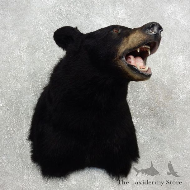 Black Bear Shoulder Taxidermy Head Mount For Sale #17754 @ The Taxidermy Store