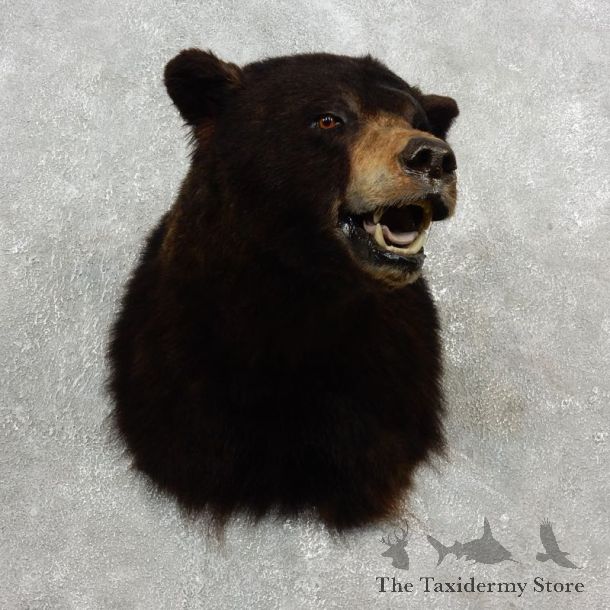 Black Bear Shoulder Taxidermy Head Mount For Sale #17755 @ The Taxidermy Store