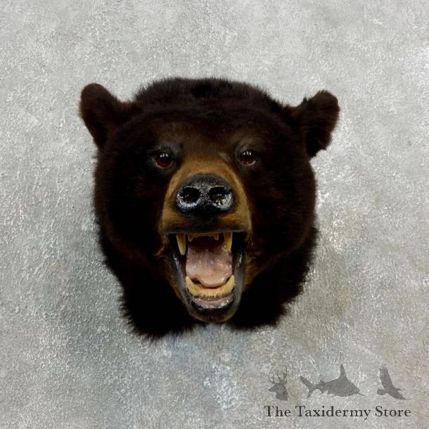 Black Bear Shoulder Taxidermy Head Mount For Sale #17756 @ The Taxidermy Store