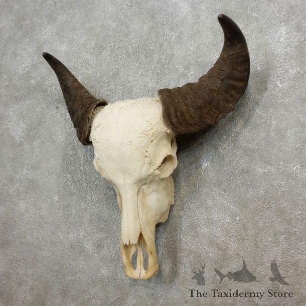 Water Buffalo Skull European Mount For Sale #17758 @ The Taxidermy Store