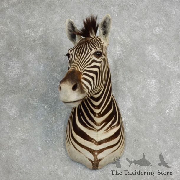 African Zebra Shoulder Mount For Sale #17761 @ The Taxidermy Store