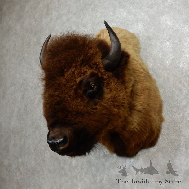 American Bison Shoulder Mount For Sale #17765 @ The Taxidermy Store