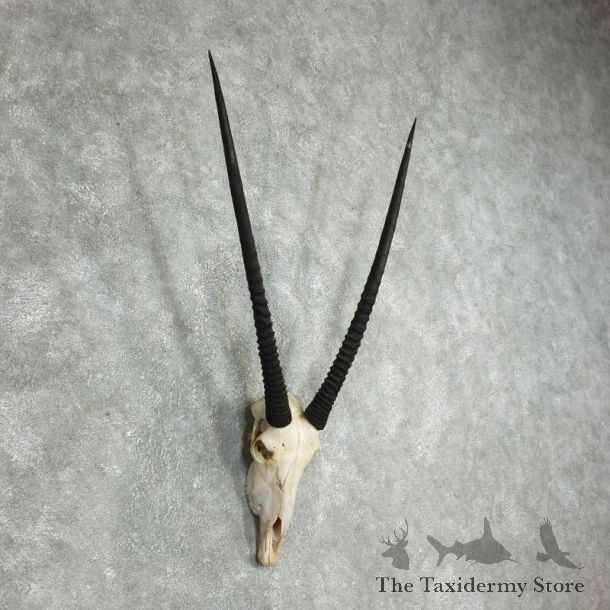 African Gemsbok Skull Horns European Mount #17770 For Sale @ The Taxidermy Store