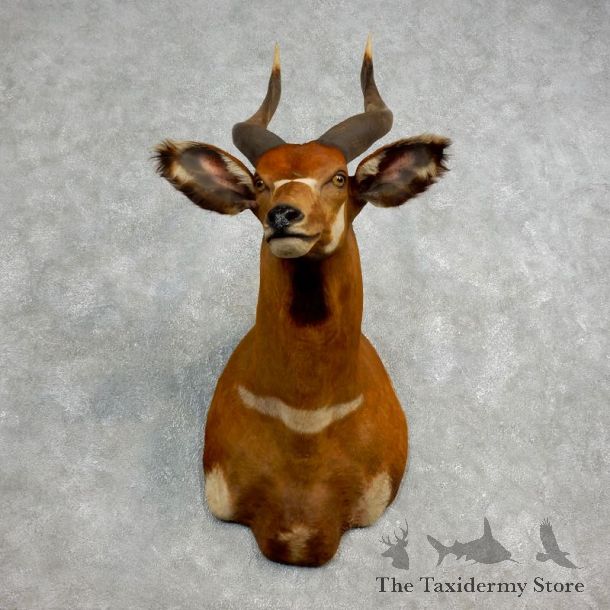 Bongo Antelope Taxidermy Shoulder Mount For Sale #17798 @ The Taxidermy Store