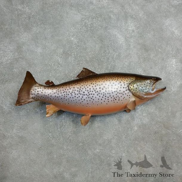 Brown Trout Fish Mount For Sale #17799 @ The Taxidermy Store