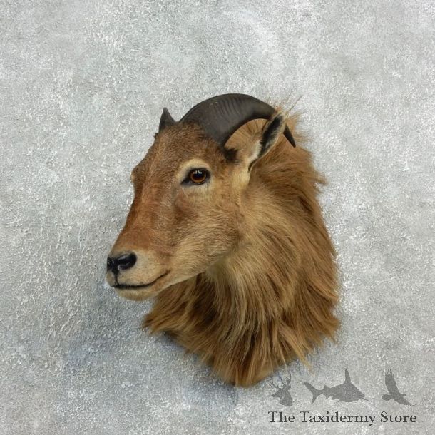 Himalayan Tahr Taxidermy Mount #17813 For Sale @ The Taxidermy Store