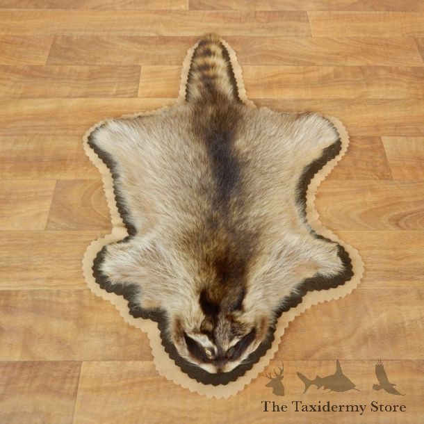 Raccoon Full-Size Rug Mount For Sale #17873 @ The Taxidermy Store