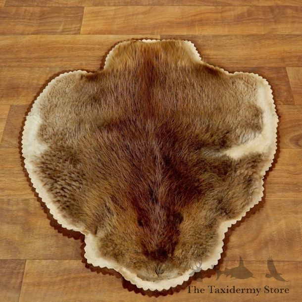 Beaver Skin Hide Taxidermy Rug For Sale #17874 @ The Taxidermy Store