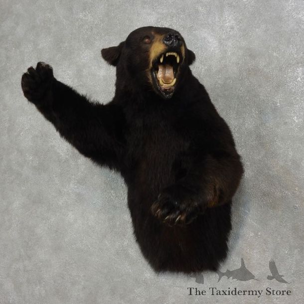 Black Bear 1/2-Life-Size Mount For Sale #17900 @ The Taxidermy Store