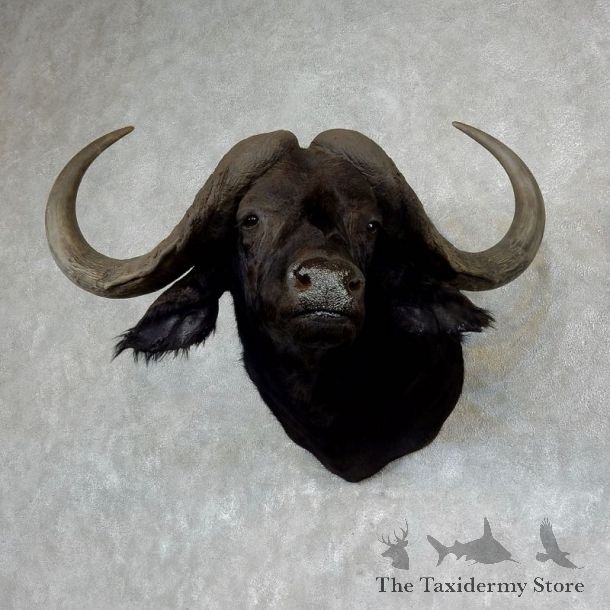Cape Buffalo Shoulder Mount For Sale #17906 @ The Taxidermy Store