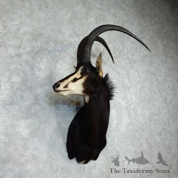African Sable Shoulder Mount For Sale #17958 For Sale @ The Taxidermy Store