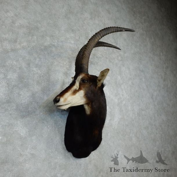 African Sable Shoulder Mount For Sale #17959 For Sale @ The Taxidermy Store