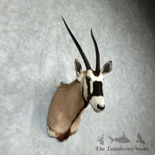 Gemsbok Oryx Shoulder Mount For Sale #17960 @ The Taxidermy Store