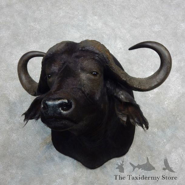 African Cape Buffalo Shoulder Mount For Sale #17980 @ The Taxidermy Store