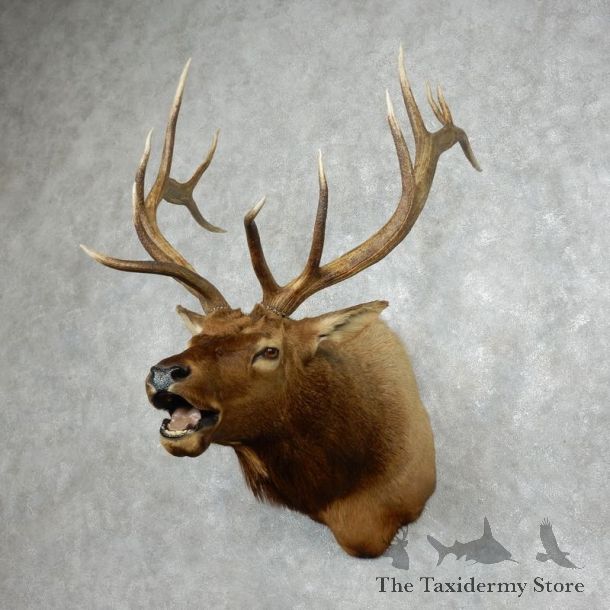 Rocky Mountain Elk Shoulder Mount For Sale #17987 @ The Taxidermy Store