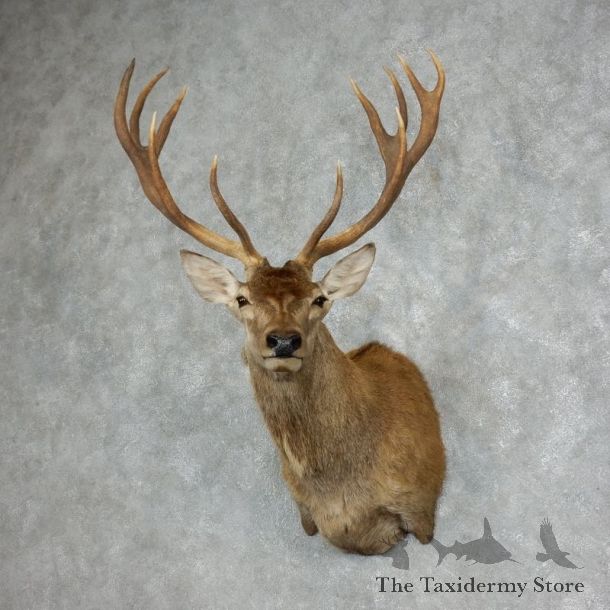 Red Stag Shoulder Mount For Sale #17988 @ The Taxidermy Store