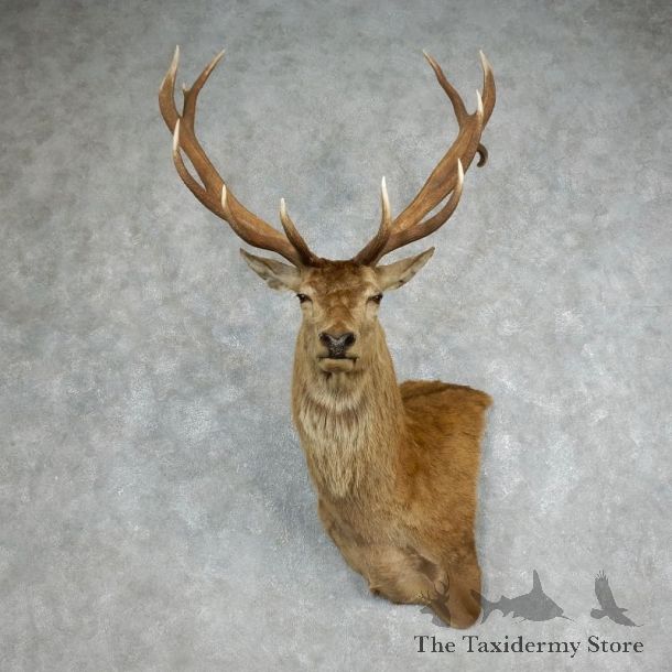 Red Stag Shoulder Mount For Sale #17989 @ The Taxidermy Store