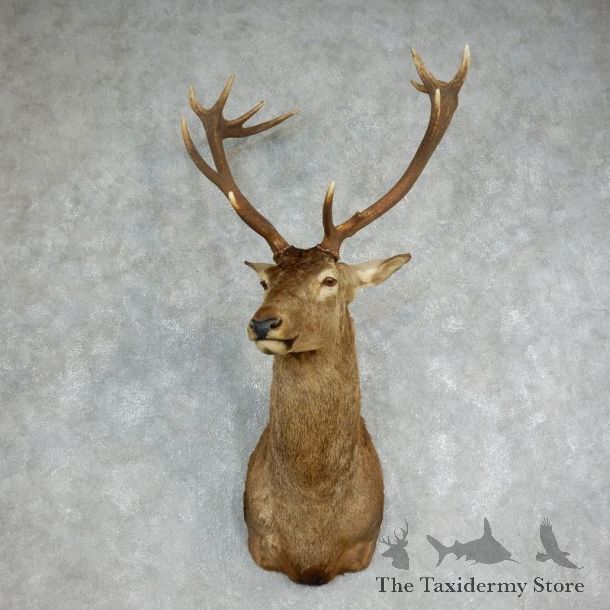 Red Stag Shoulder Mount For Sale #17990 @ The Taxidermy Store