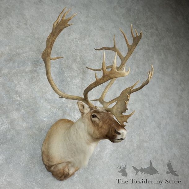Caribou Shoulder Mount For Sale #17991 @ The Taxidermy Store