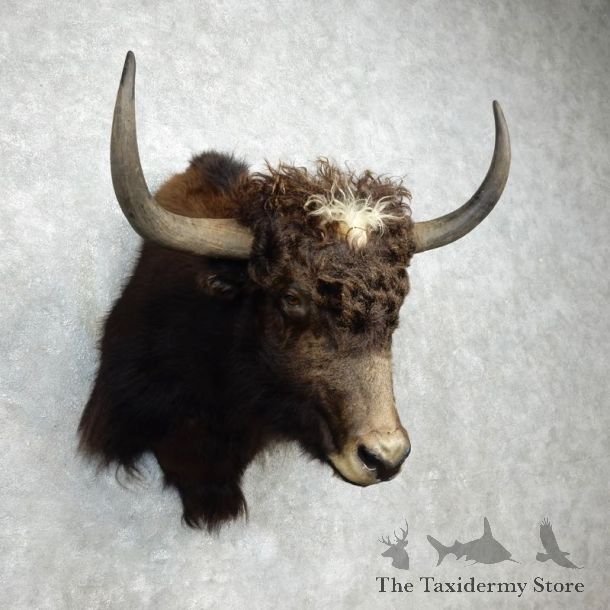 Yak Taxidermy Mount #17992 For Sale @ The Taxidermy Store