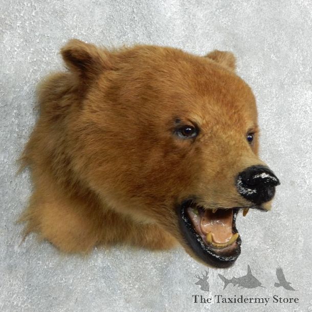 Cinnamon Black Bear Shoulder Mount For Sale #17995 @ The Taxidermy Store