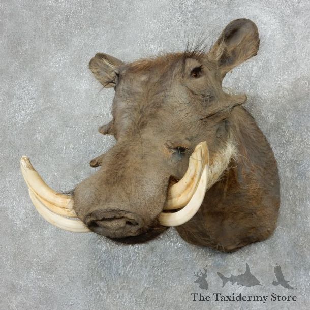 African Warthog Shoulder Mount For Sale #17999 @ The Taxidermy Store