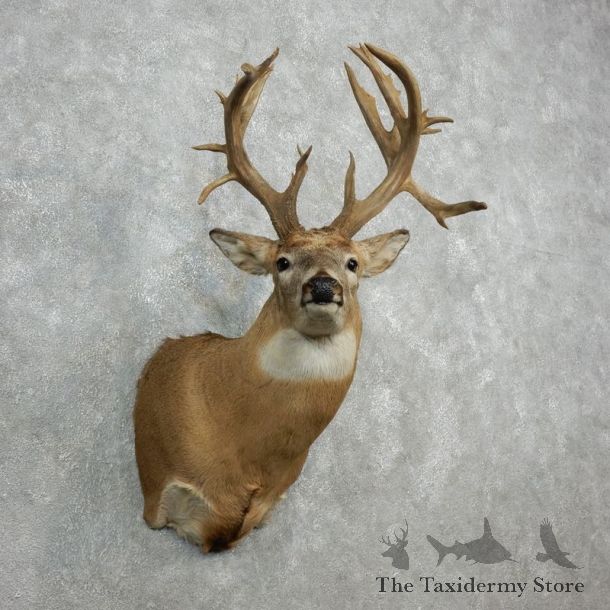 Whitetail Deer Shoulder Taxidermy Mount For Sale #18101 @ The Taxidermy Store.jpg